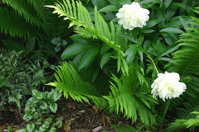 ferns with a peony in them