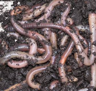 Earthworms