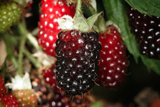 boysenberries-homemade-jam.jpg