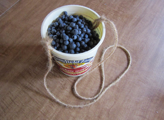 picking-blueberries-freezing-berries.jpg