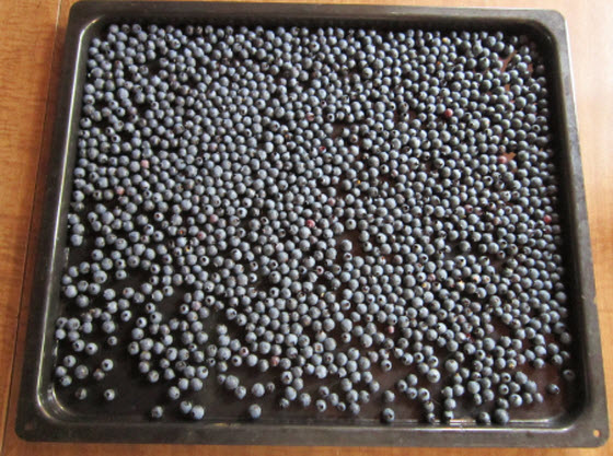 freezing-blueberries-cookie-sheet.jpg