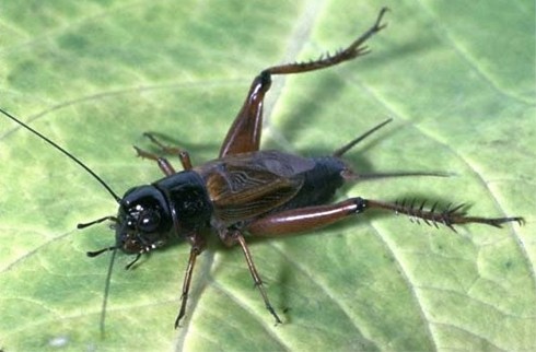 cricket on a leaf