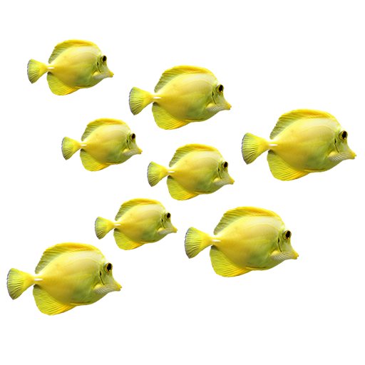 fish-animal-groups.png