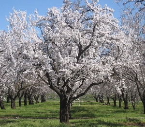 almond-tree