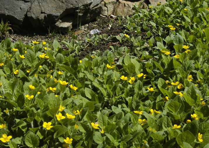 Green-and-Gold (Chrysogonum virginianum) 