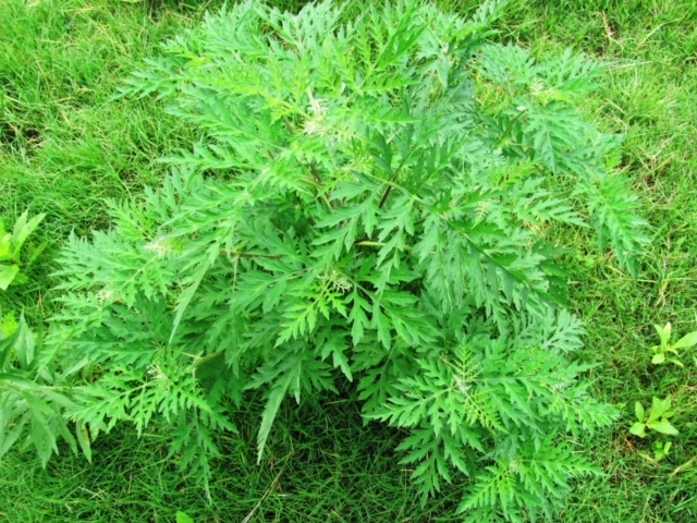 Common Ragweed (Ambrosia artemisiifolia)