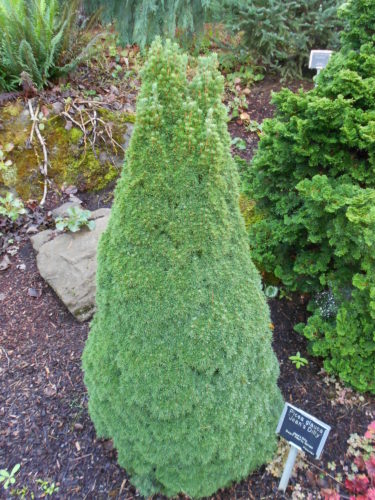 picea glauca 'jean dilly'