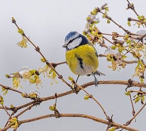 winter-bird