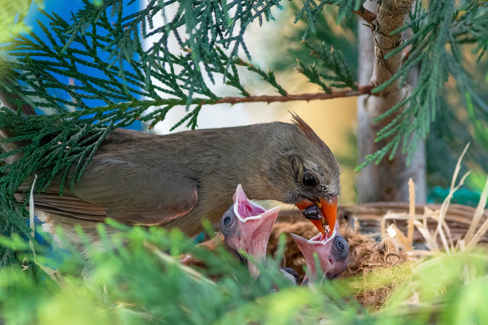 female cardinal feeding her young