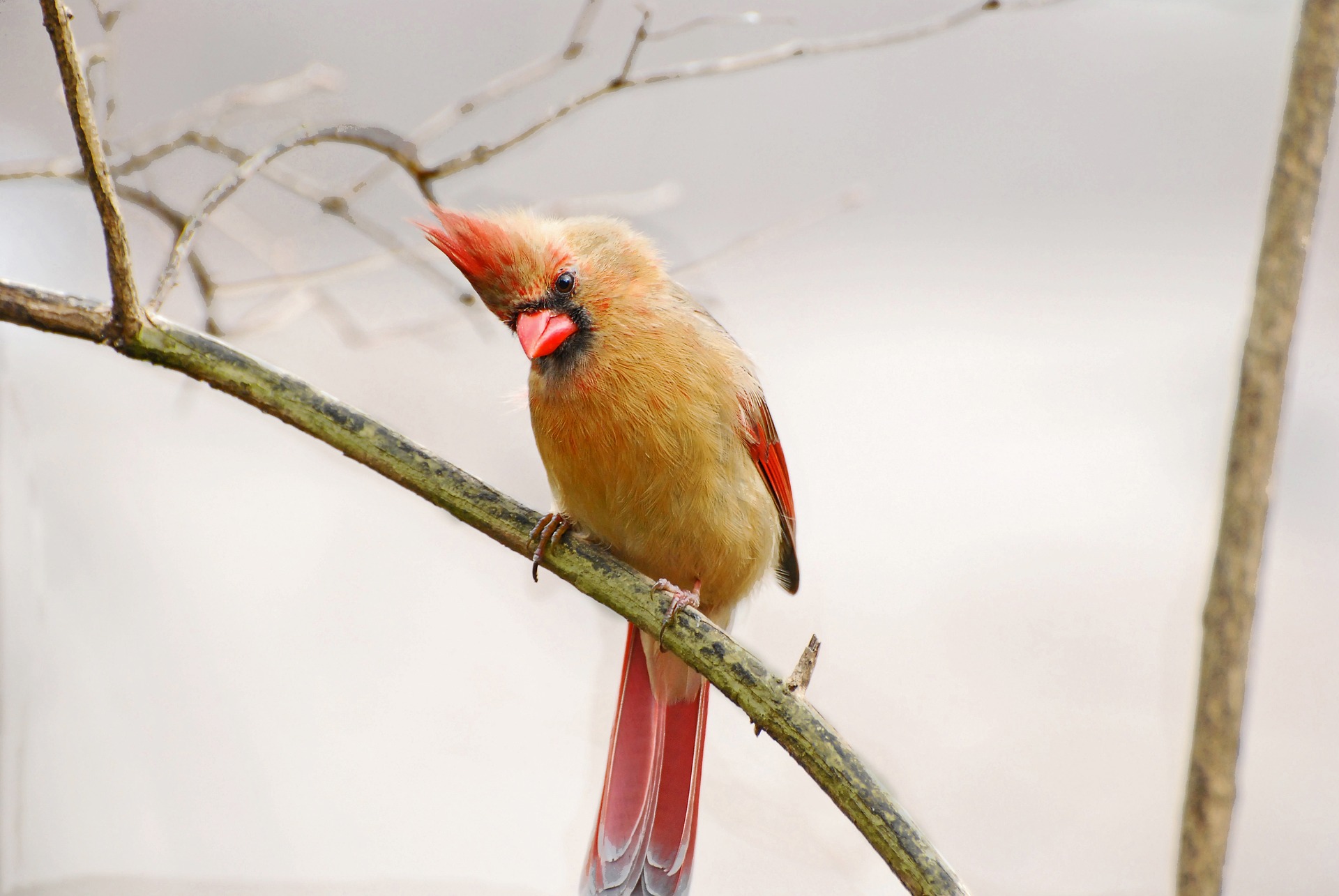 female cardinal bird sitting on a stick