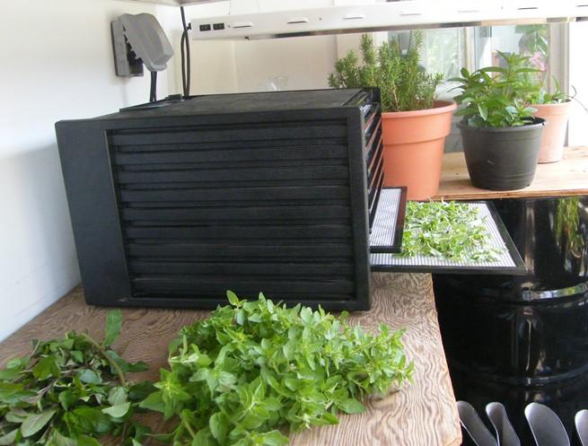 drying fresh herbs in a black plastic dehydrator