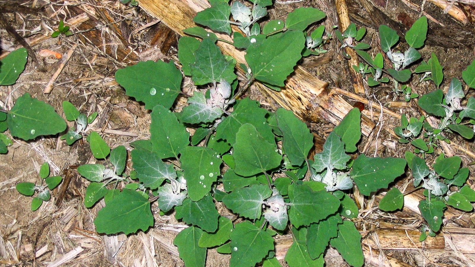 Lambsquarters weed