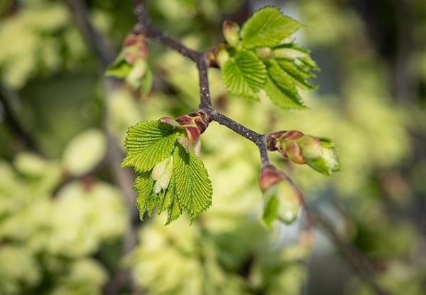 Spring Leaves