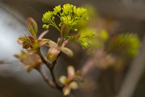 maple-buds