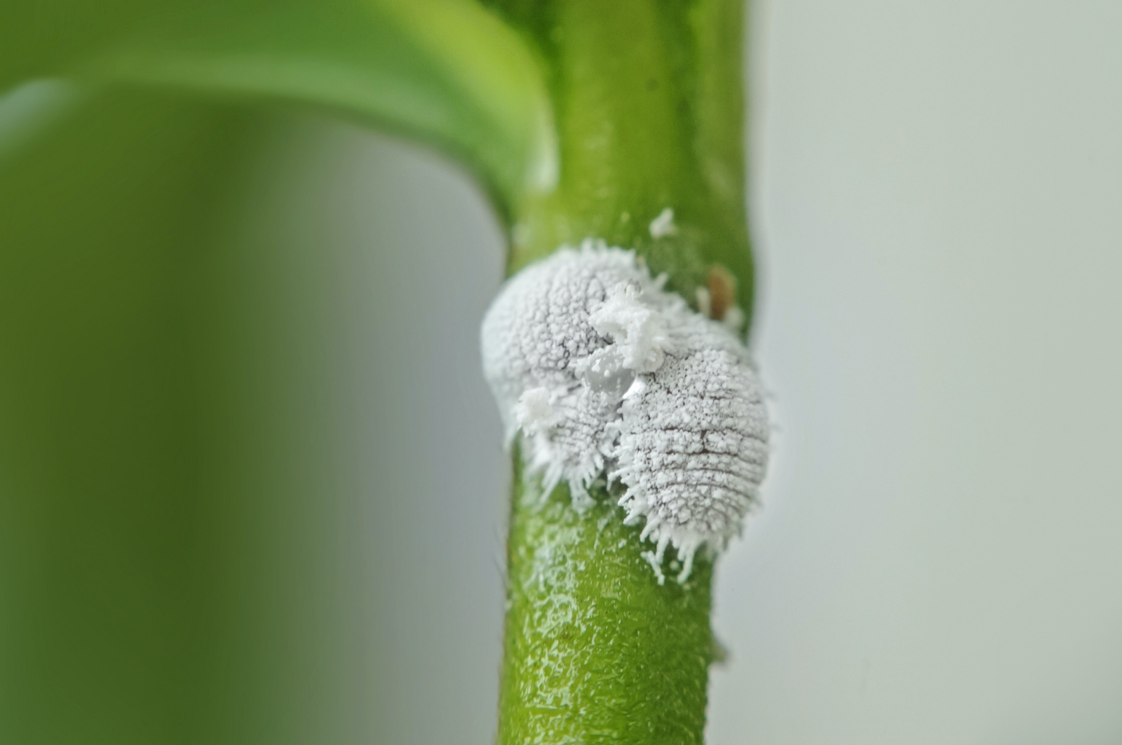 Mealy bugs on plant. Photo by OHishiapply/Shutterstock