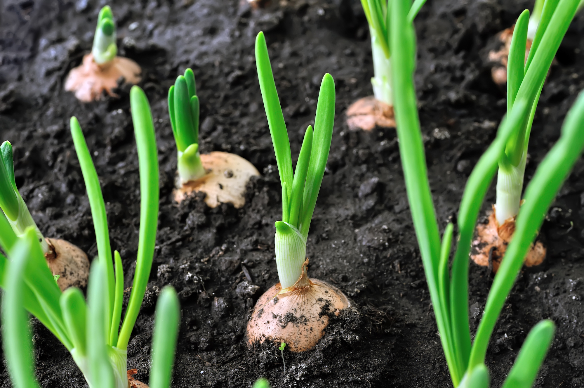 onions growing in the ground