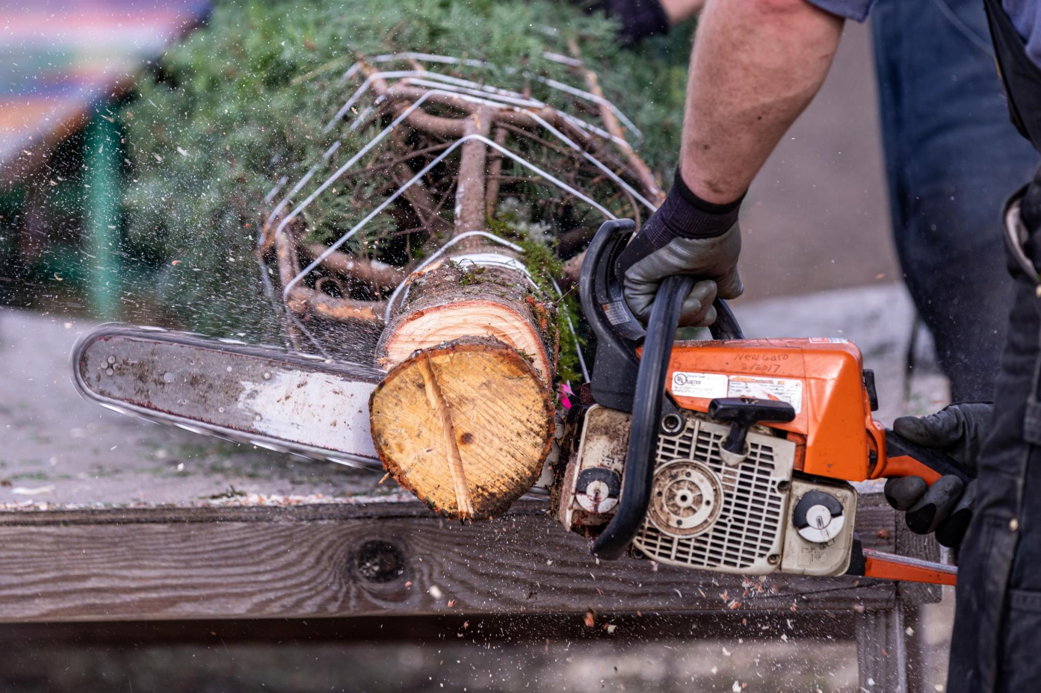 cutting the end off our a fresh christmas tree with a chainsaw