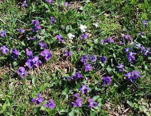 wild-violets
