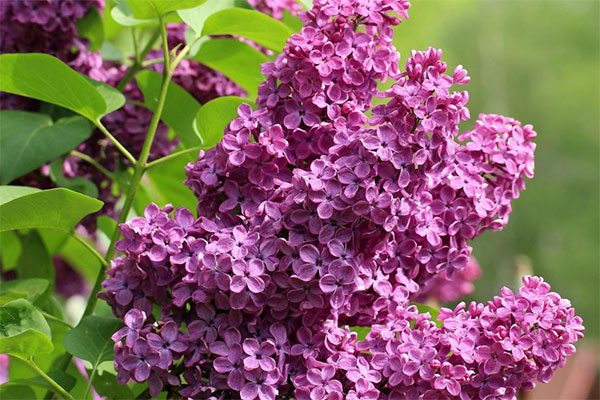 Lilacs