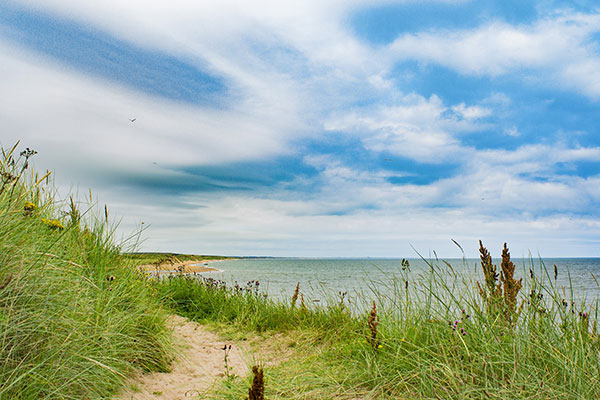 Ocean Grass