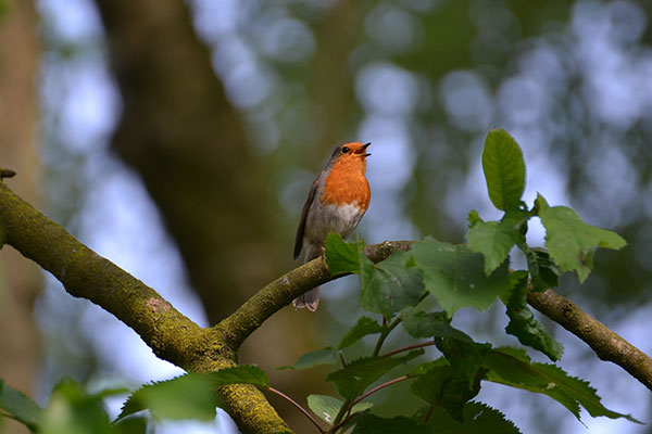 Robin Singing