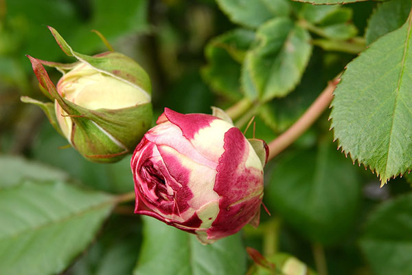 Rose Buds