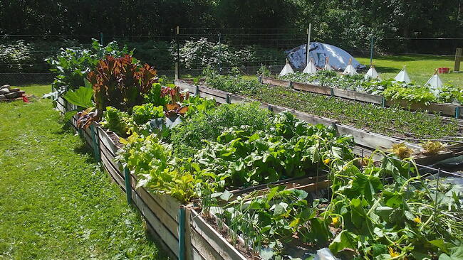 A raised garden with multiple plants