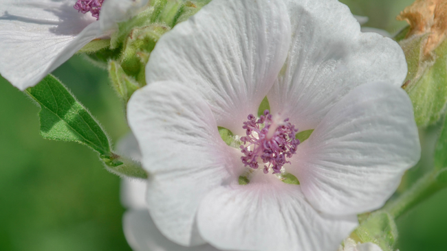 Marshmallow flower