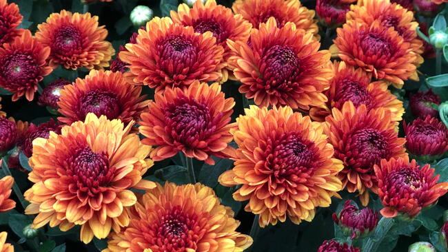orange perennial garden mums in bloom