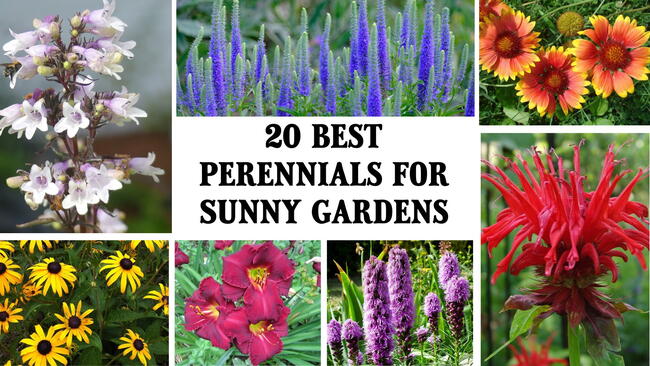 20 Best Full-Sun Perennial Flowers