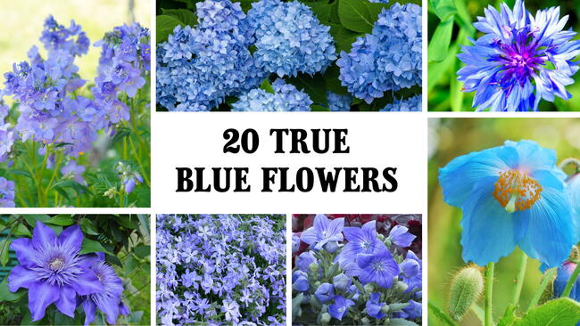 20 true blue flowers