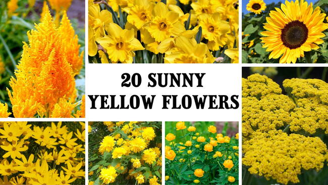 20 sunny yellow flowers