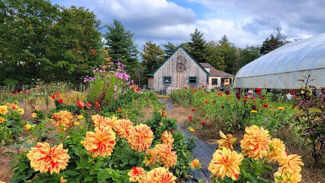 Colorful orange flowers in front of a barn and greenhouse