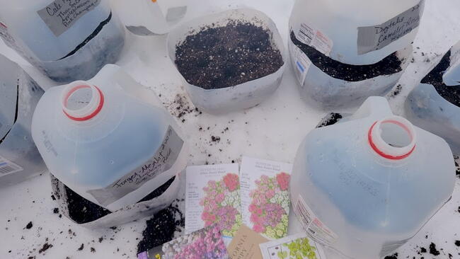 milk jugs filled with fertilizer on a white table