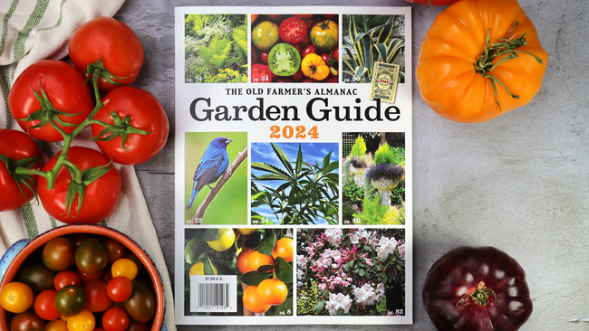 A copy of the 2024 Garden Guide on a countertop with heirloom and cherry tomatoes around it with a dish towel in the background. 