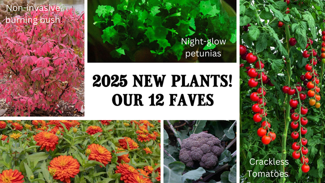 2025 Best New Plants