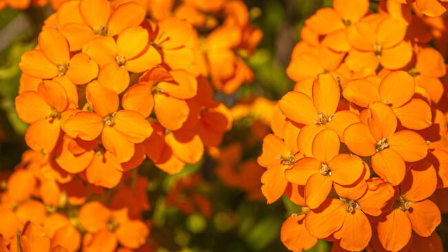 27 Most Fragrant Flowers for Your Garden Feature Image
