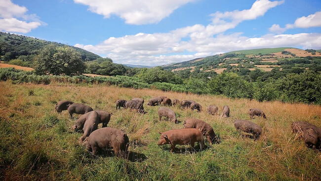 Pigs Free-Ranging