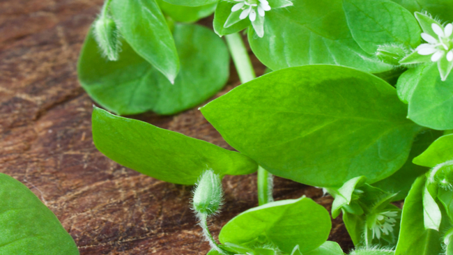 Close-up photograph of chickweed on a wooden board