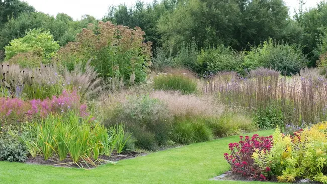 Ornamental grasses combine well with other perennials, annuals, and shrubs, adding texture to the mix.