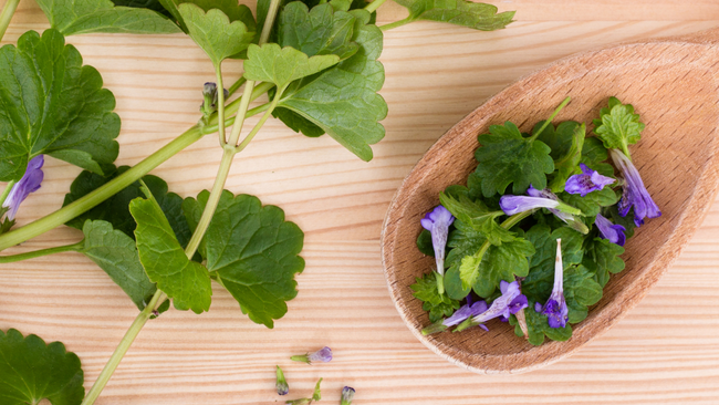 Ground Ivy