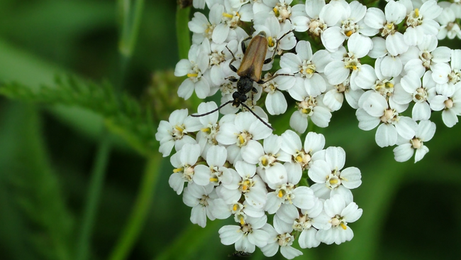 Yarrow 