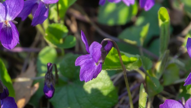 Purple violets and green leaves 