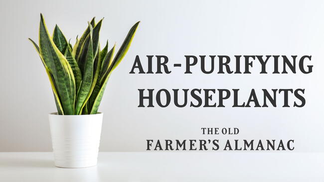 Sansevieria Plant in Pot on White Table, snake plant, air purifying houseplants