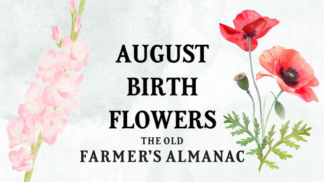August Birth Flowers: Gladiolus and Poppies