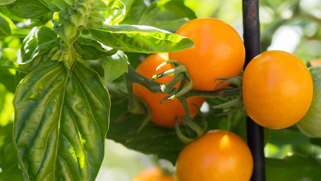 Basil Companion Plants Hero Image