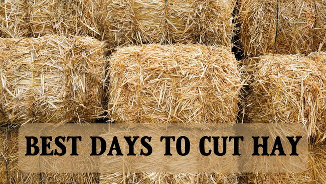 best days to cut hay, hay bales