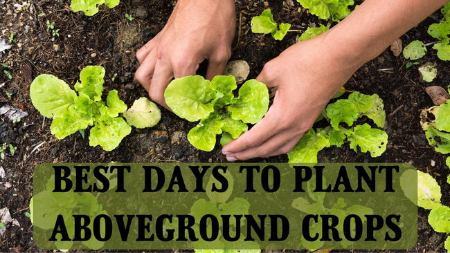 best days to plant aboveground crops, hands planting lettuce in the garden