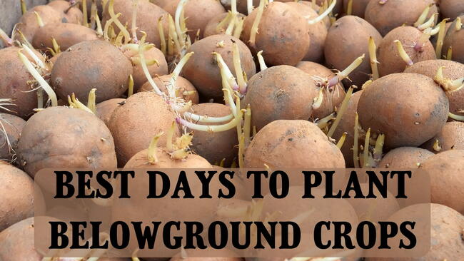 best days to plant belowground crops, seed potatoes 