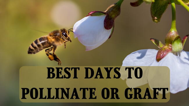 best days to pollinate or graft